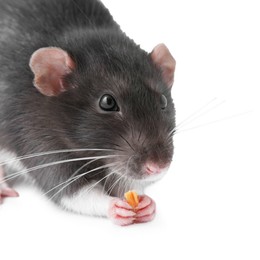 One cute small rat on white background