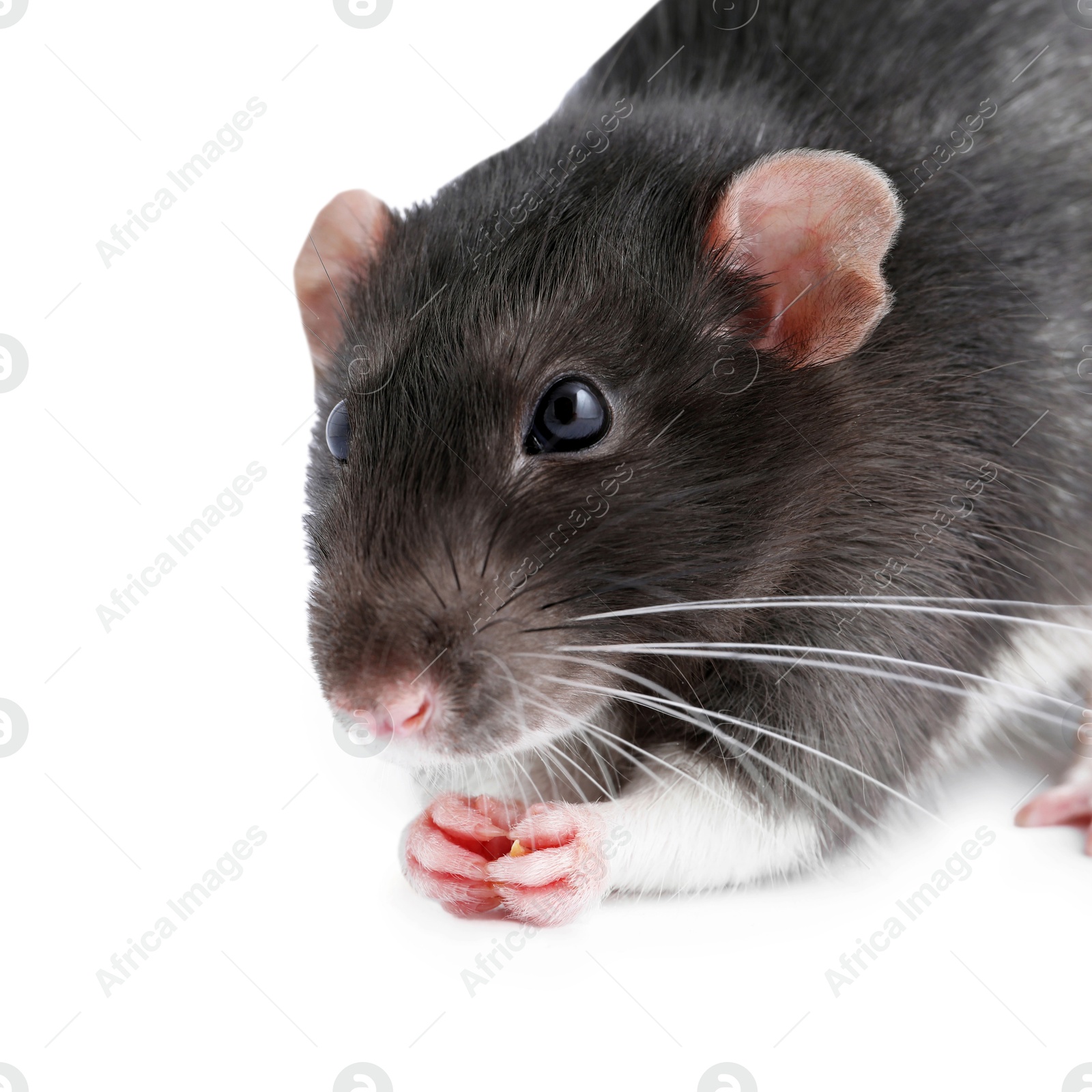 Photo of One cute small rat on white background