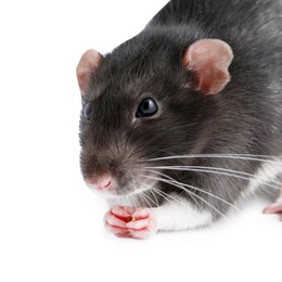 One cute small rat on white background