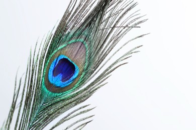 Photo of One beautiful peacock feather on white background, closeup