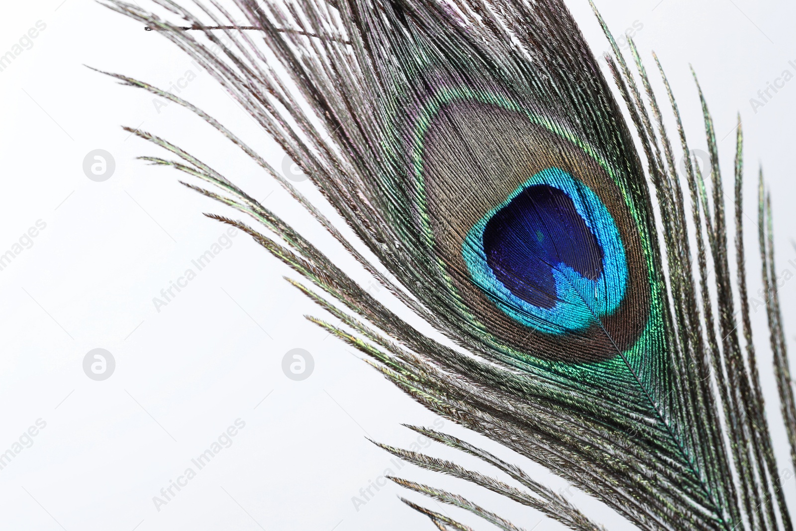 Photo of One beautiful peacock feather on white background, closeup