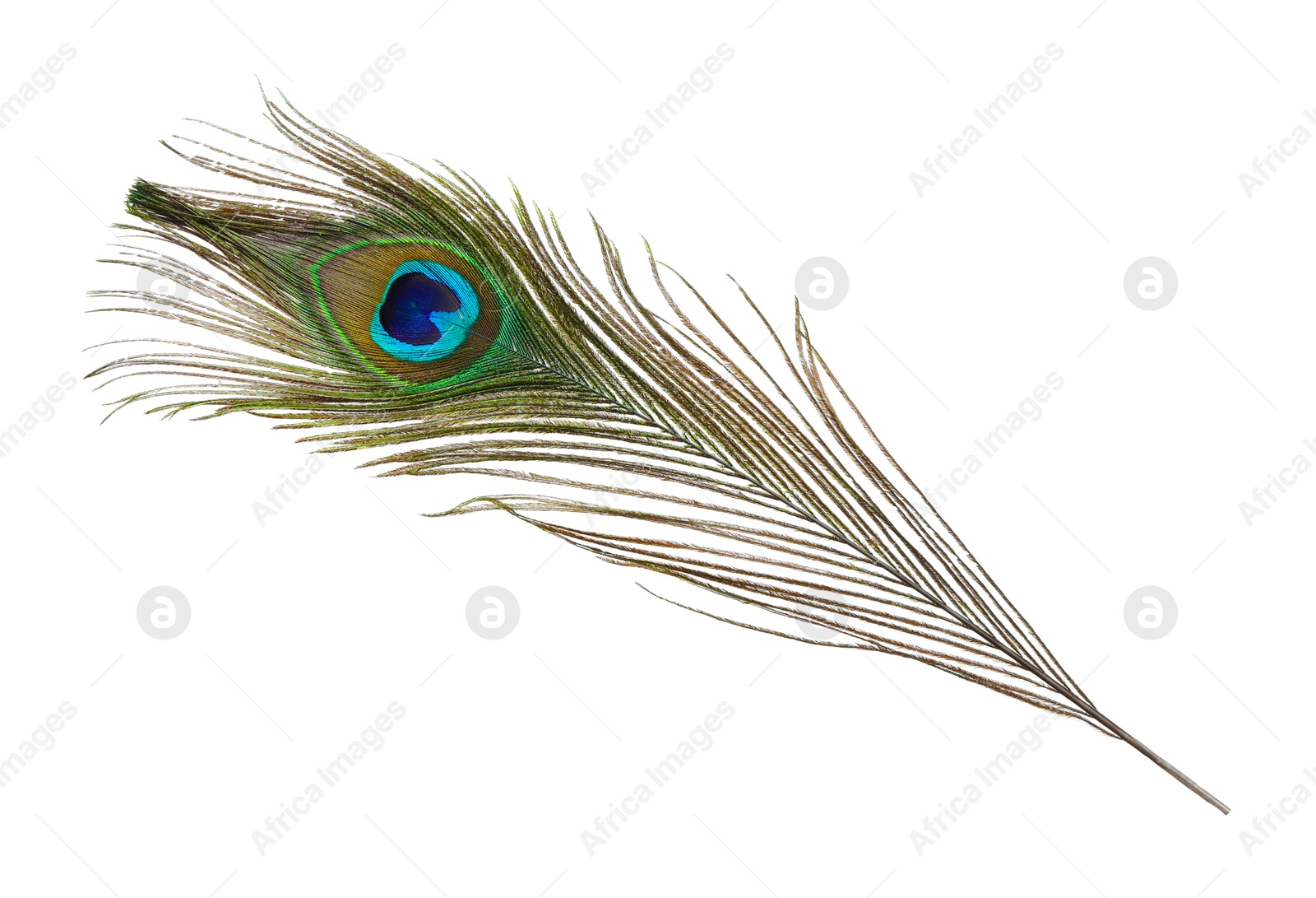 Photo of One beautiful peacock feather isolated on white