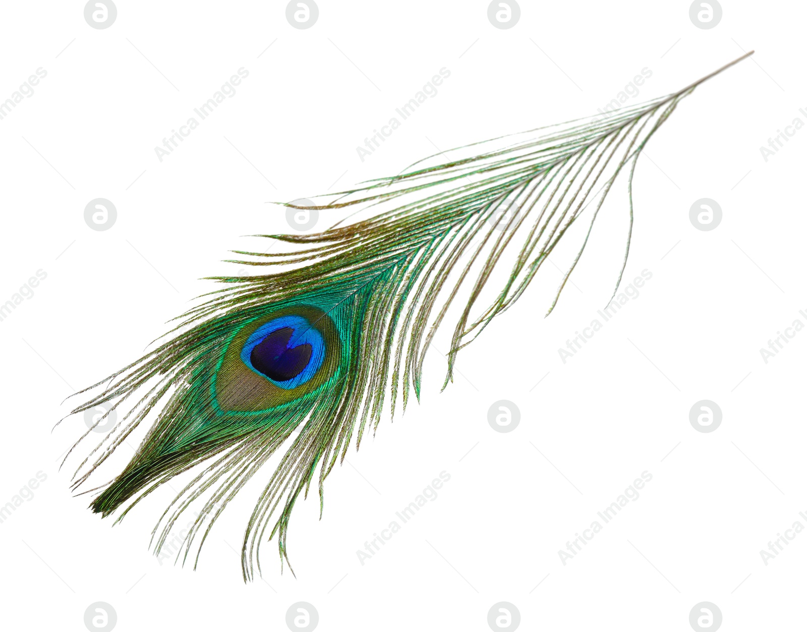 Photo of One beautiful peacock feather isolated on white