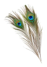 Photo of Two beautiful peacock feathers isolated on white