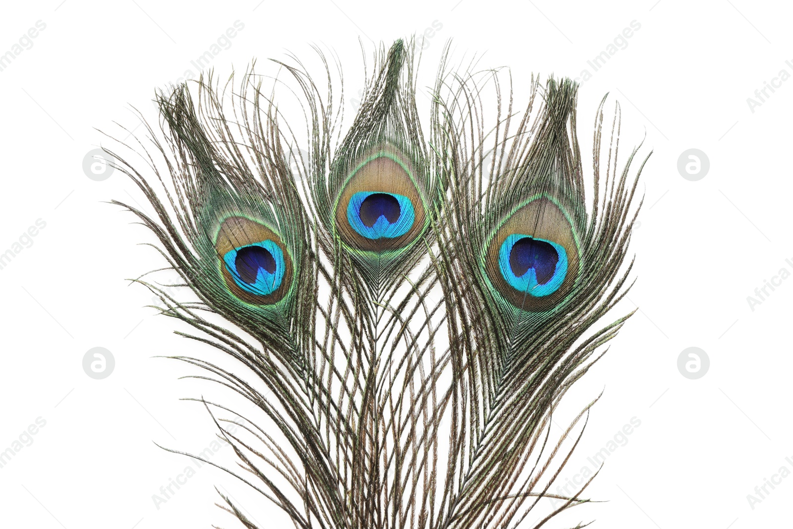 Photo of Three beautiful peacock feathers isolated on white