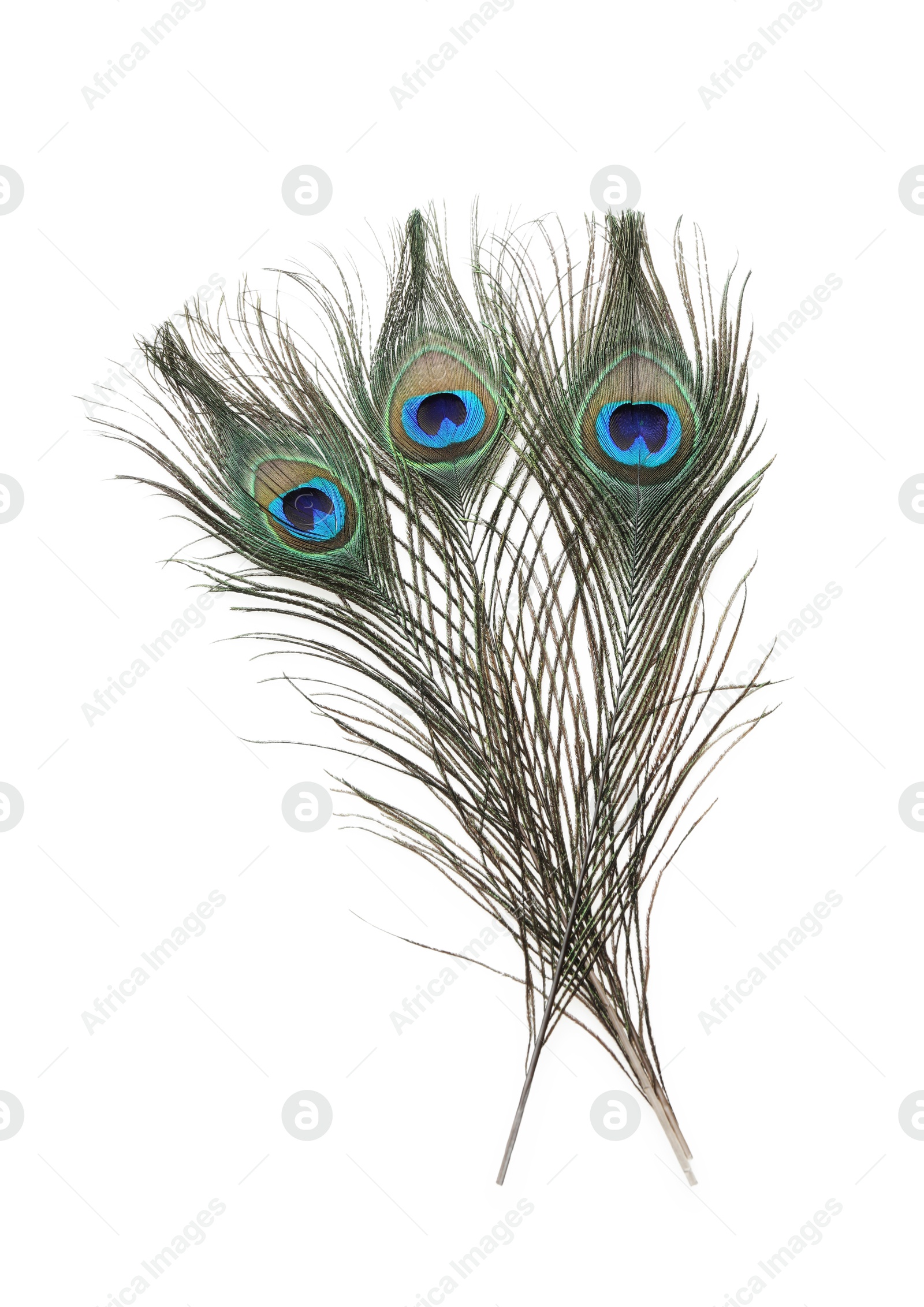 Photo of Three beautiful peacock feathers isolated on white