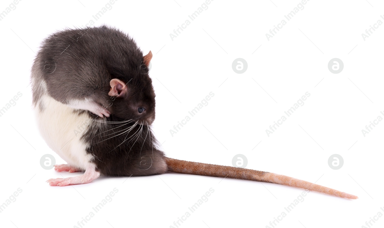 Photo of One rat on white background. Cute rodent