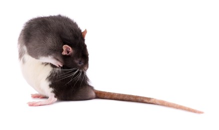 Photo of One rat on white background. Cute rodent