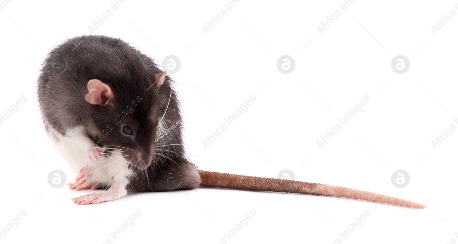 Photo of One rat on white background. Cute rodent