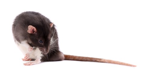 One rat on white background. Cute rodent