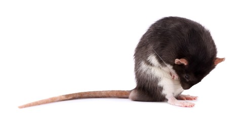 One rat on white background. Cute rodent