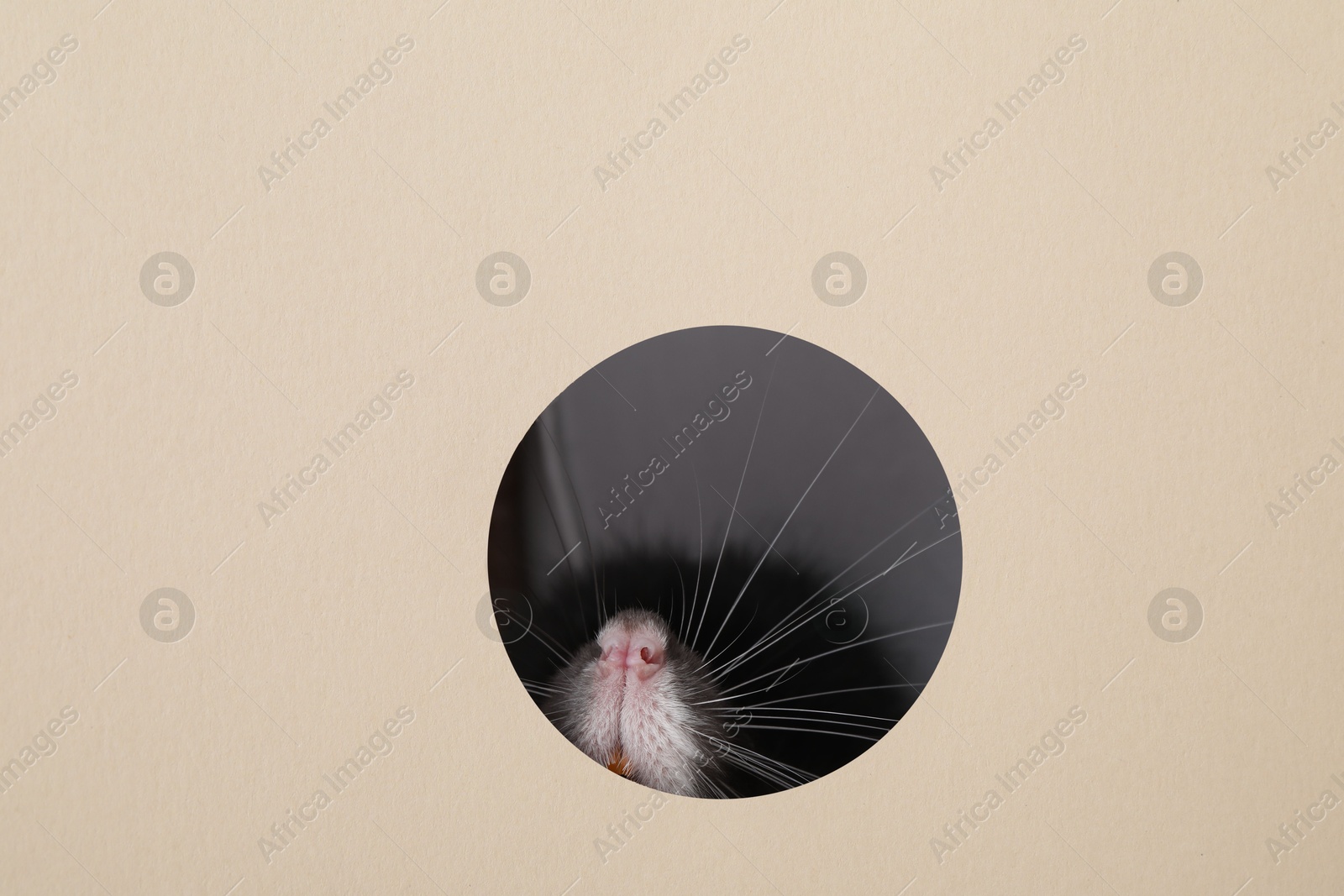 Photo of Cute rat looking through hole in beige paper sheet