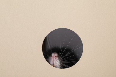 Cute rat looking through hole in beige paper sheet