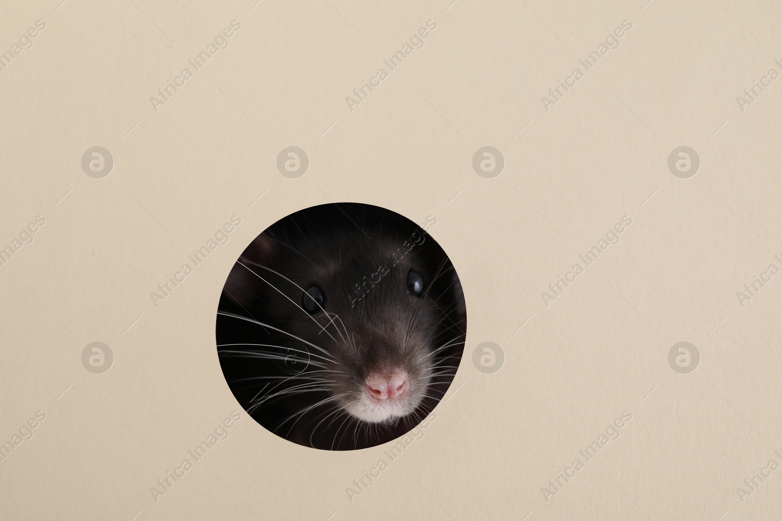 Photo of Cute rat looking through hole in beige paper sheet