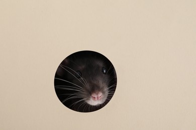 Cute rat looking through hole in beige paper sheet