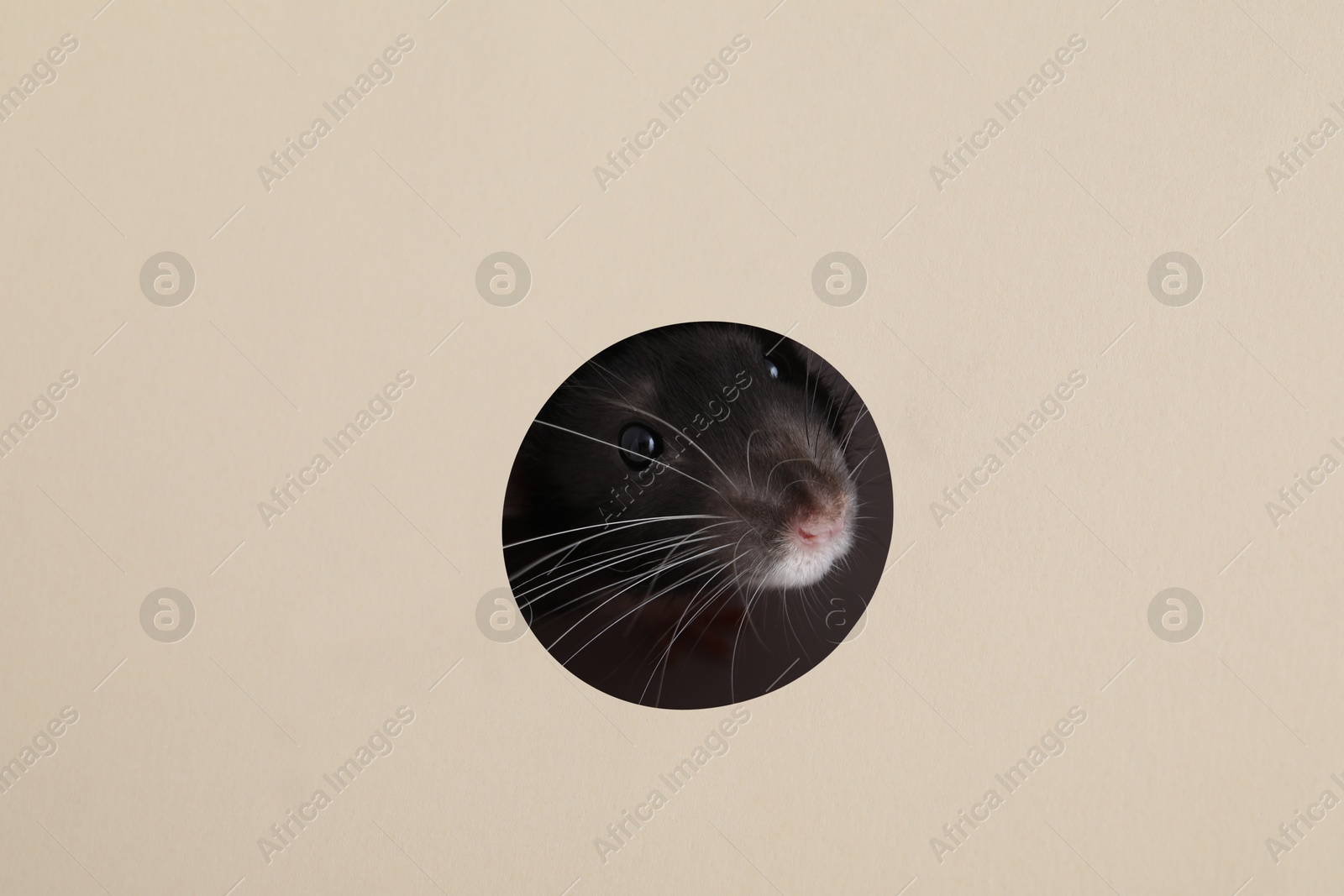 Photo of Cute rat looking through hole in beige paper sheet