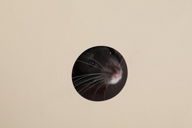 Cute rat looking through hole in beige paper sheet