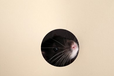 Cute rat looking through hole in beige paper sheet