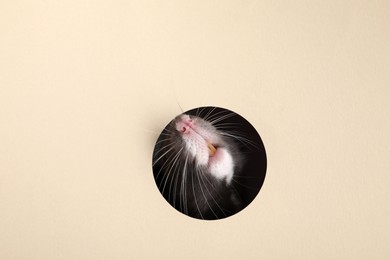 Photo of Cute rat looking through hole in beige paper sheet