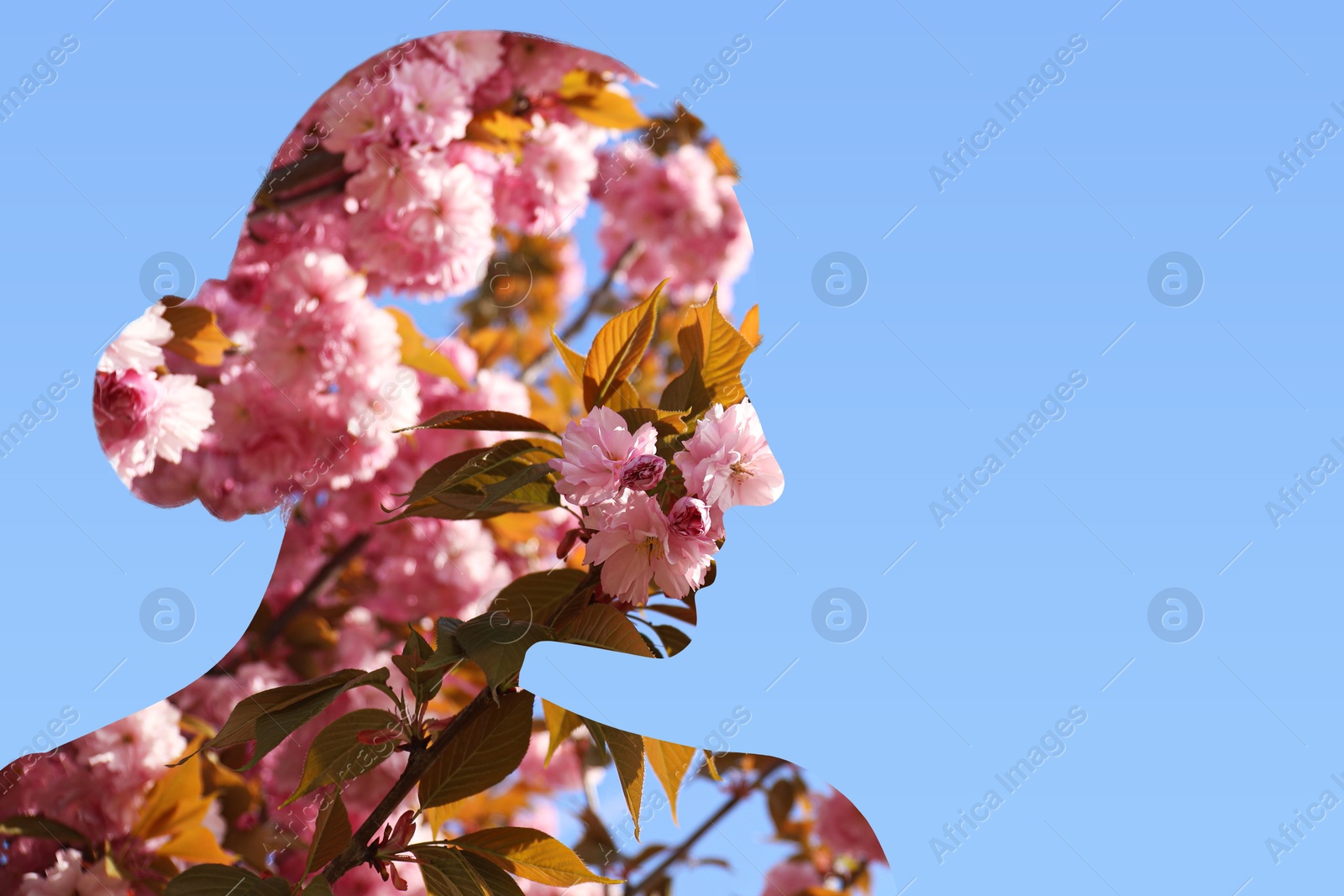 Image of Silhouette of woman filled with blossoming sakura tree on light blue background. Concept of beauty, femininity and inner peace