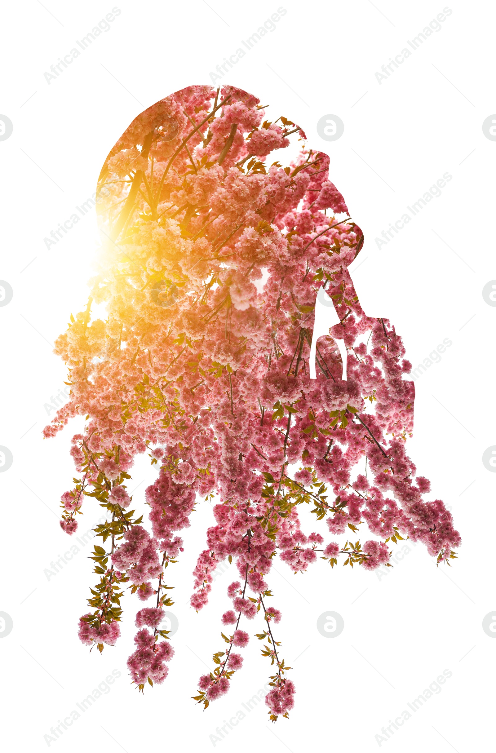 Image of Silhouette of woman filled with blossoming sakura tree on white background. Concept of beauty, femininity and inner peace