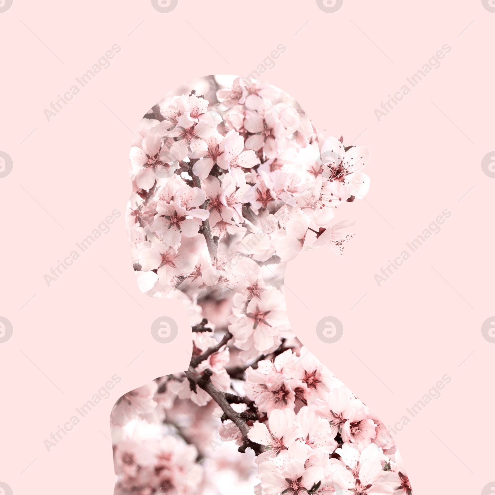 Image of Silhouette of woman filled with blossoming spring tree on pink background. Concept of beauty, femininity and inner peace