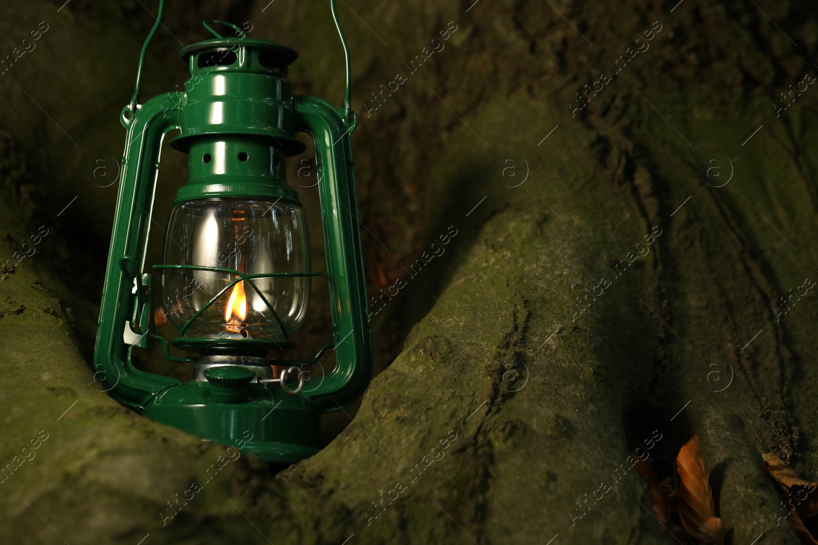 Photo of Vintage kerosene lamp near tree in forest at evening, space for text