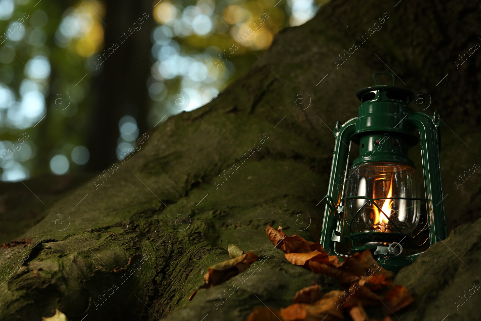 Photo of Vintage kerosene lamp near tree in forest at evening, space for text