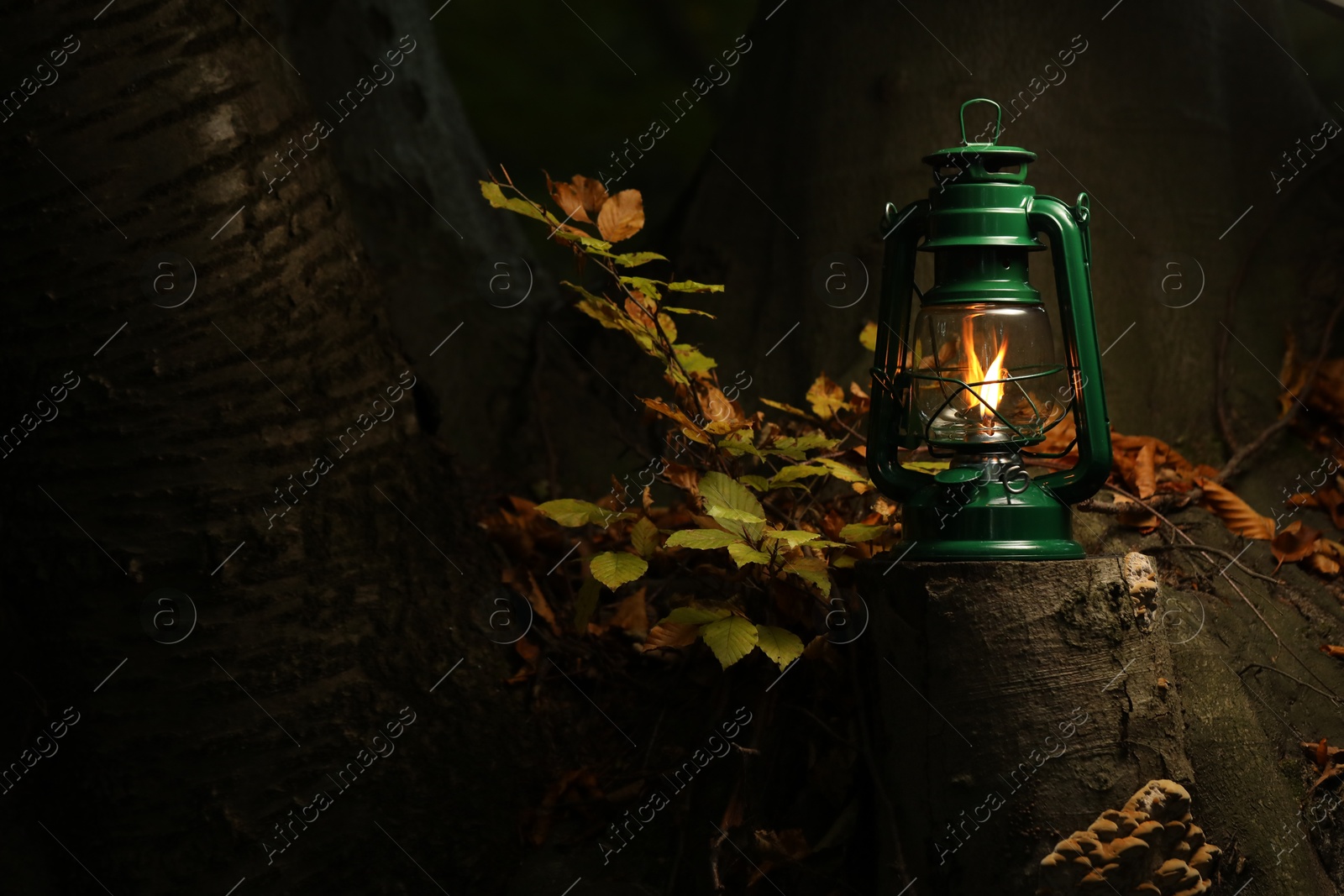 Photo of Vintage kerosene lamp near tree in forest at evening, space for text