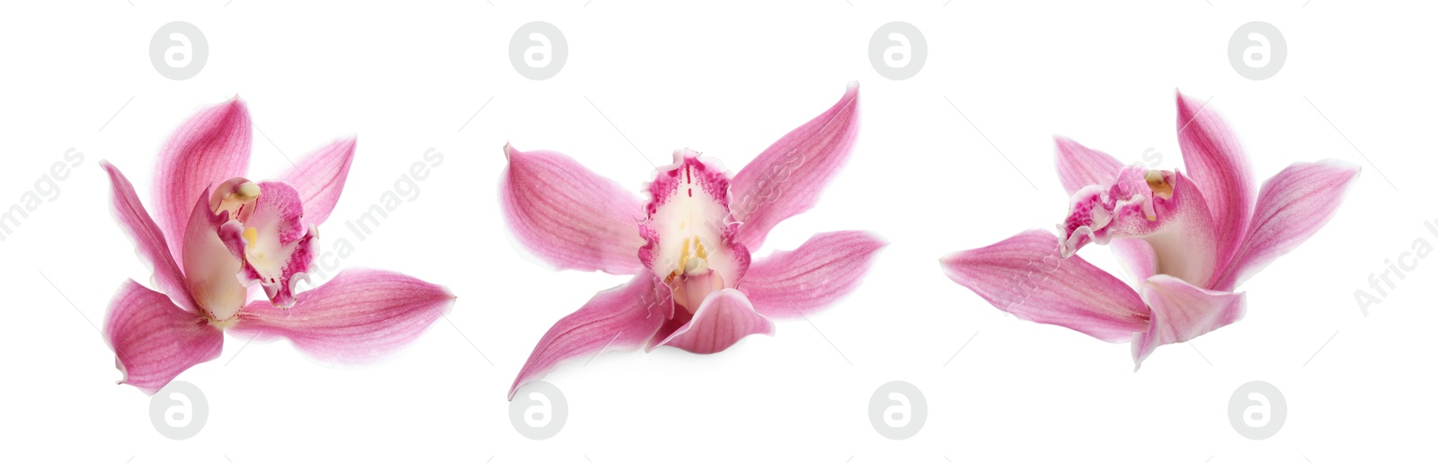 Image of Beautiful pink orchid flower isolated on white, collage