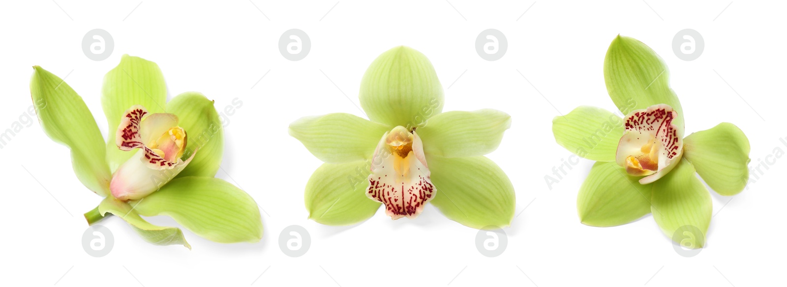 Image of Beautiful bright orchid flower isolated on white, collage