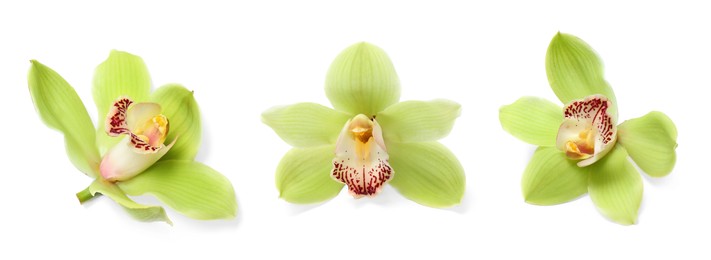 Image of Beautiful bright orchid flower isolated on white, collage