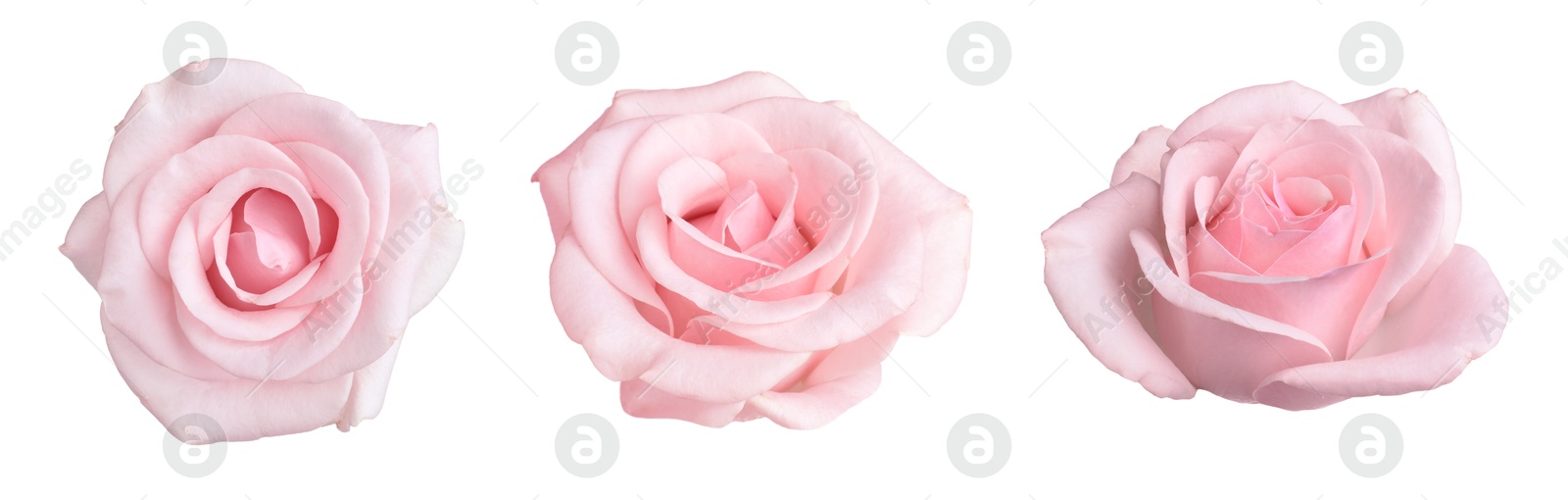 Image of Beautiful pink rose flower isolated on white, collage