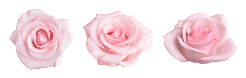 Image of Beautiful pink rose flower isolated on white, collage