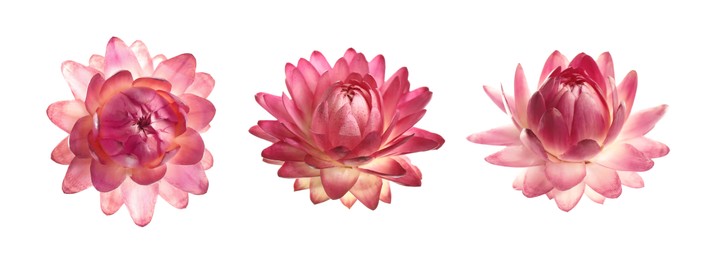 Image of Beautiful pink helichrysum flower isolated on white, collage