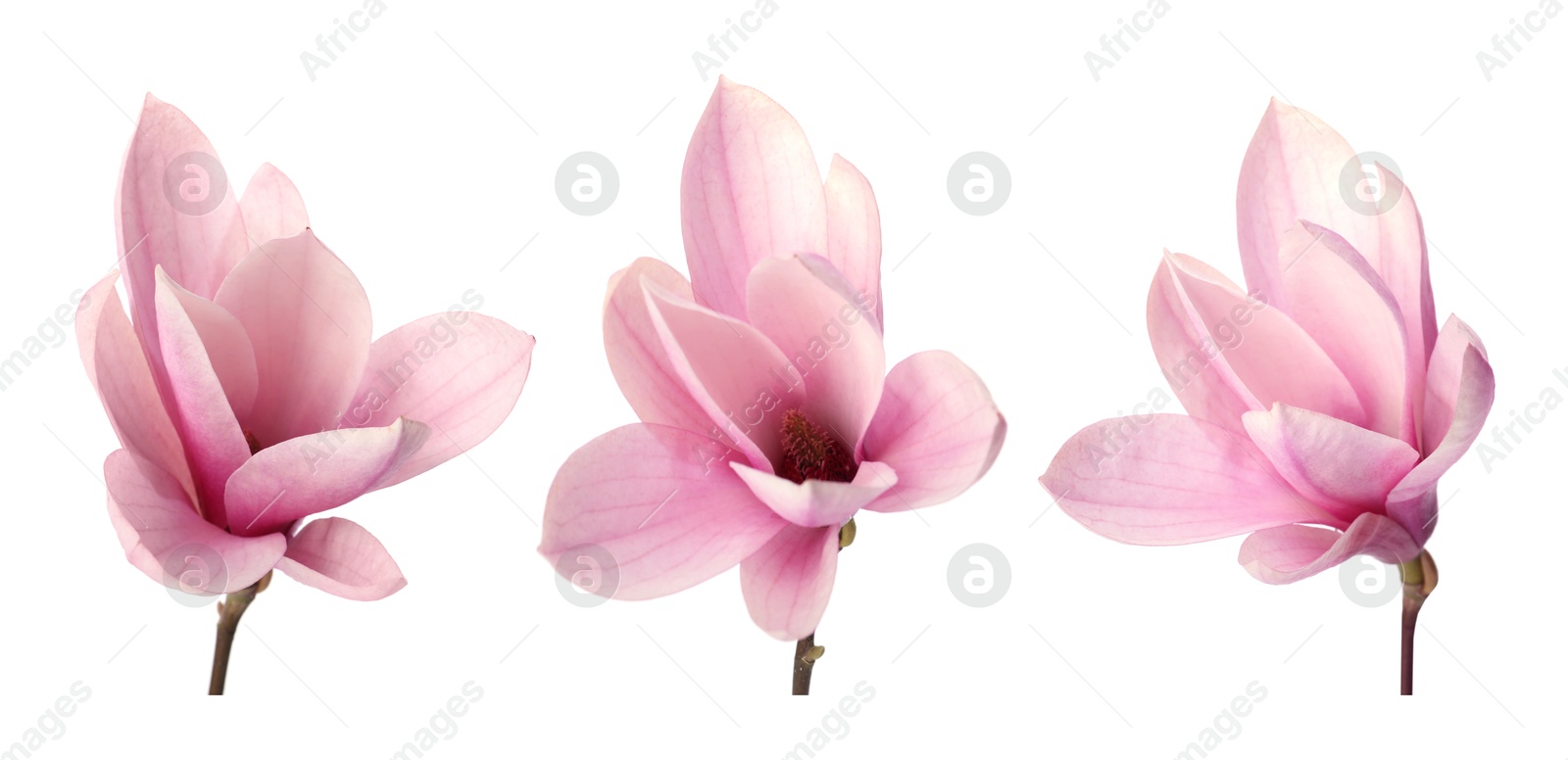 Image of Beautiful pink magnolia flower isolated on white, collage