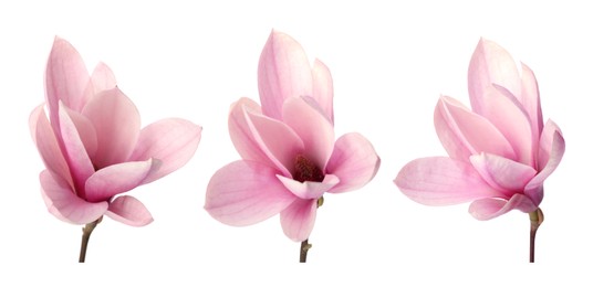 Image of Beautiful pink magnolia flower isolated on white, collage