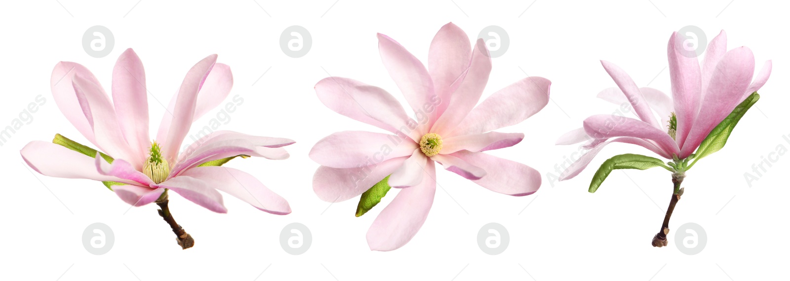 Image of Beautiful pink magnolia flower isolated on white, collage