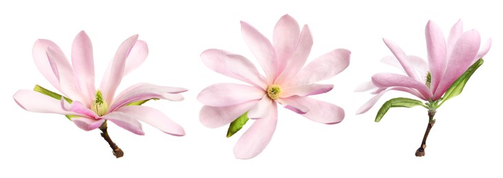 Beautiful pink magnolia flower isolated on white, collage