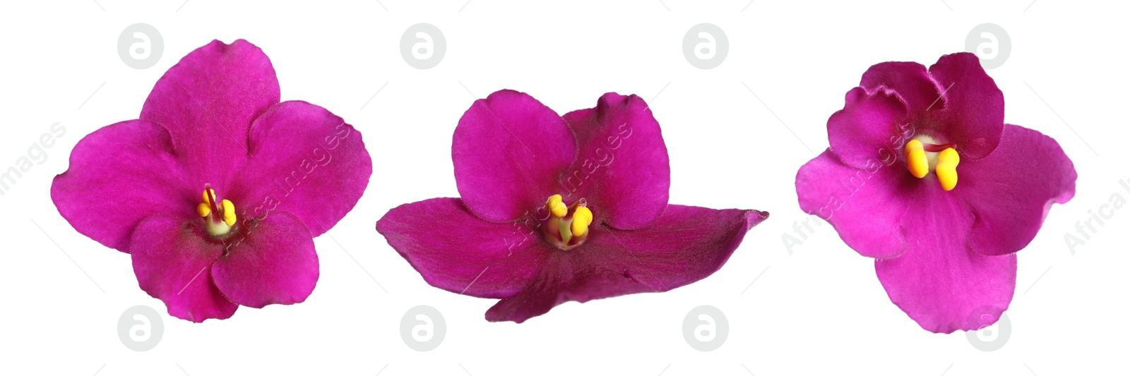 Image of Beautiful bright flower of violet plant isolated on white, collage