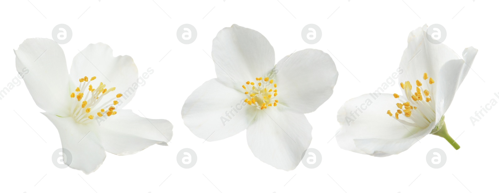 Image of Beautiful jasmine flower isolated on white, collage