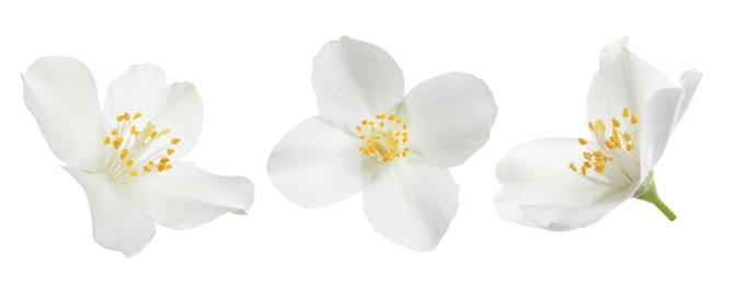 Beautiful jasmine flower isolated on white, collage