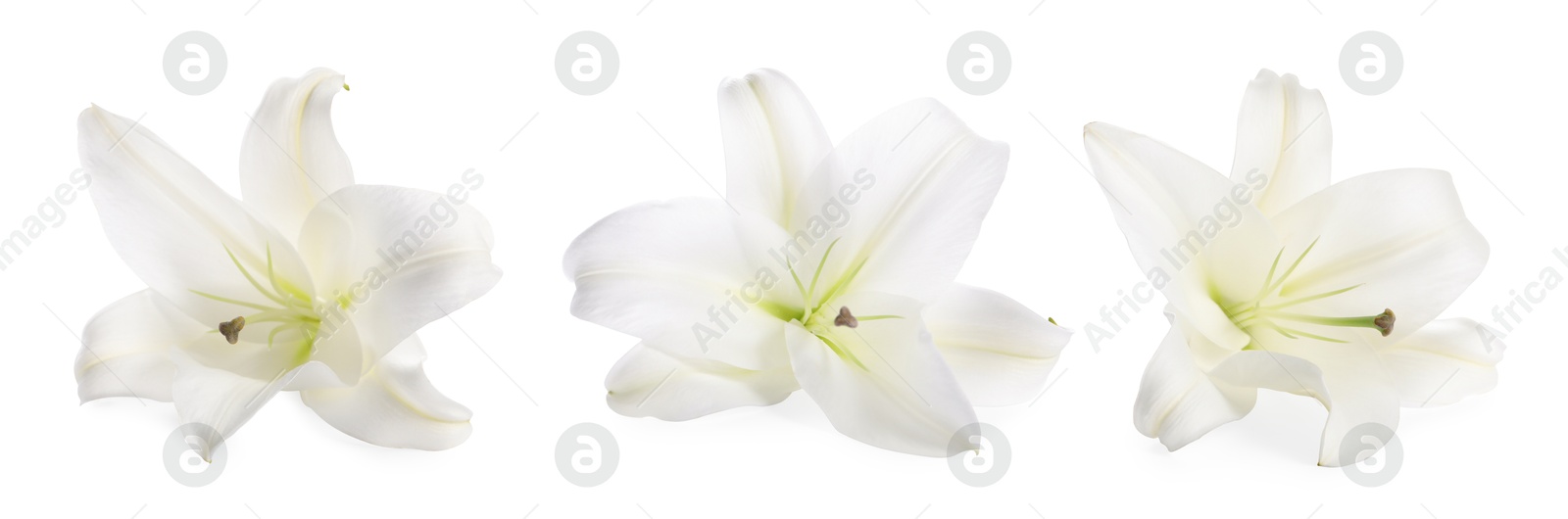 Image of Beautiful lily flower isolated on white, collage