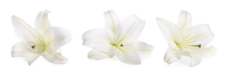 Image of Beautiful lily flower isolated on white, collage