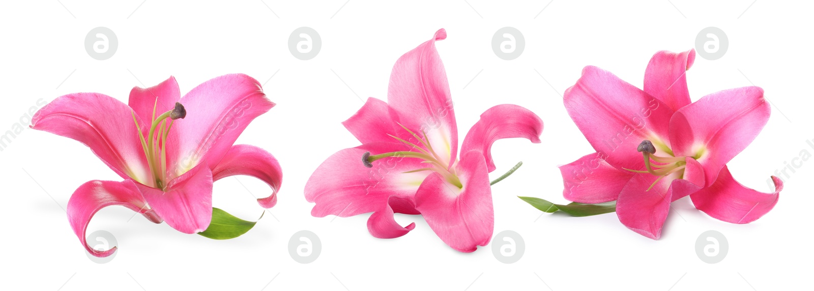 Image of Beautiful pink lily flower isolated on white, collage