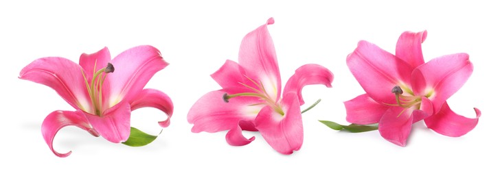 Beautiful pink lily flower isolated on white, collage