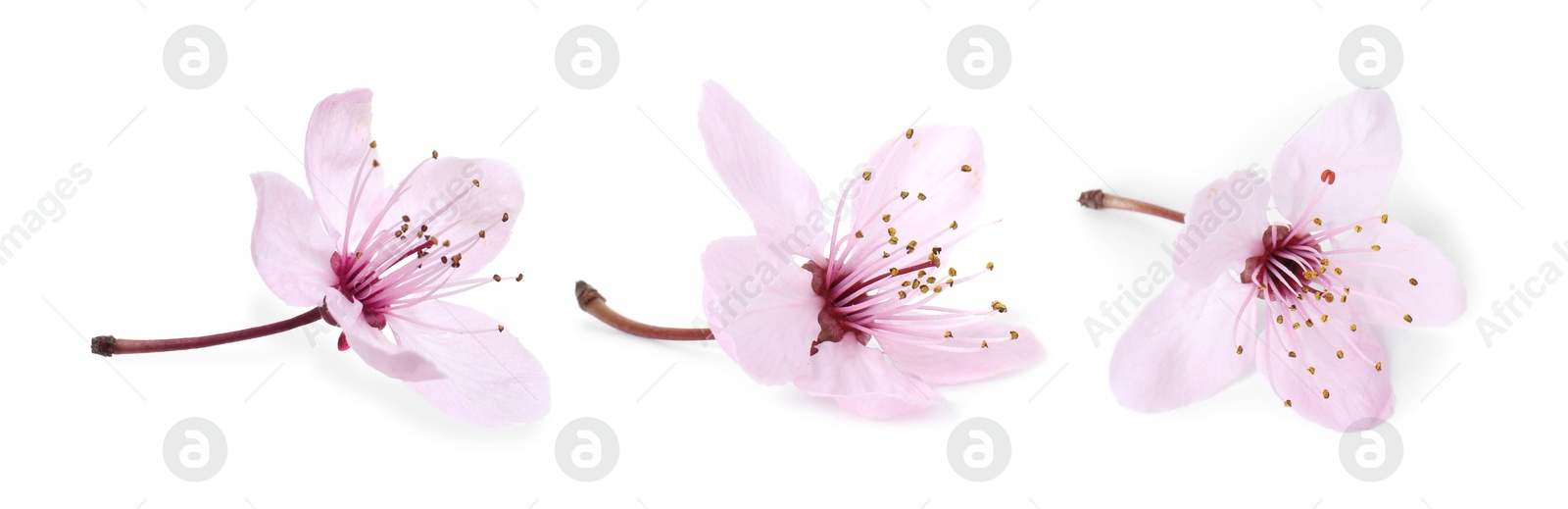 Image of Beautiful pink flower isolated on white, collage