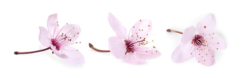 Beautiful pink flower isolated on white, collage