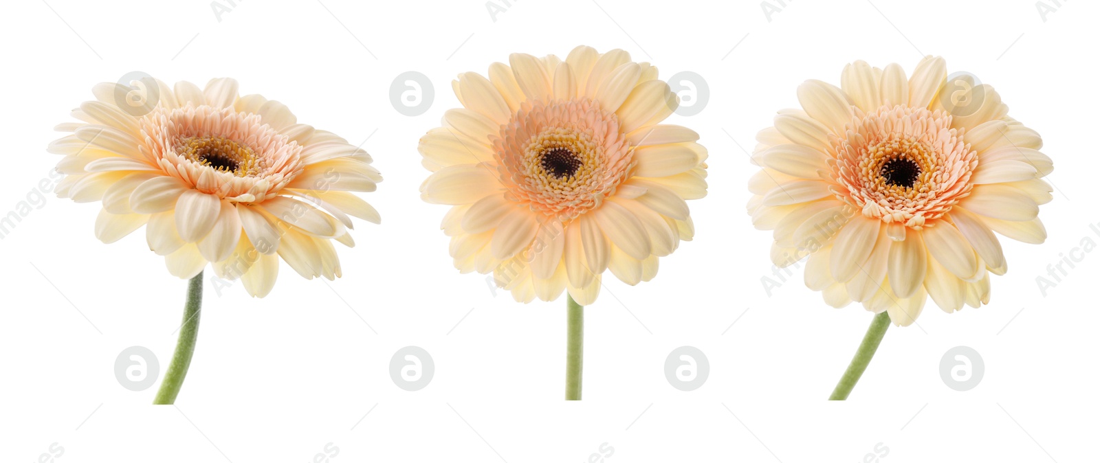 Image of Beautiful beige gerbera flower isolated on white, collage