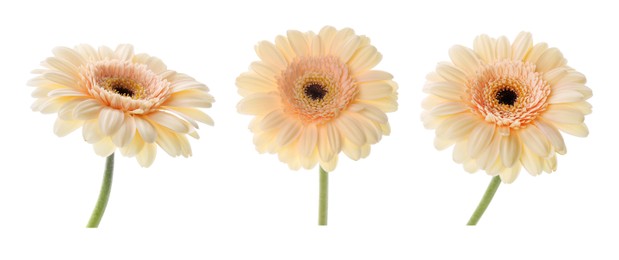 Beautiful beige gerbera flower isolated on white, collage